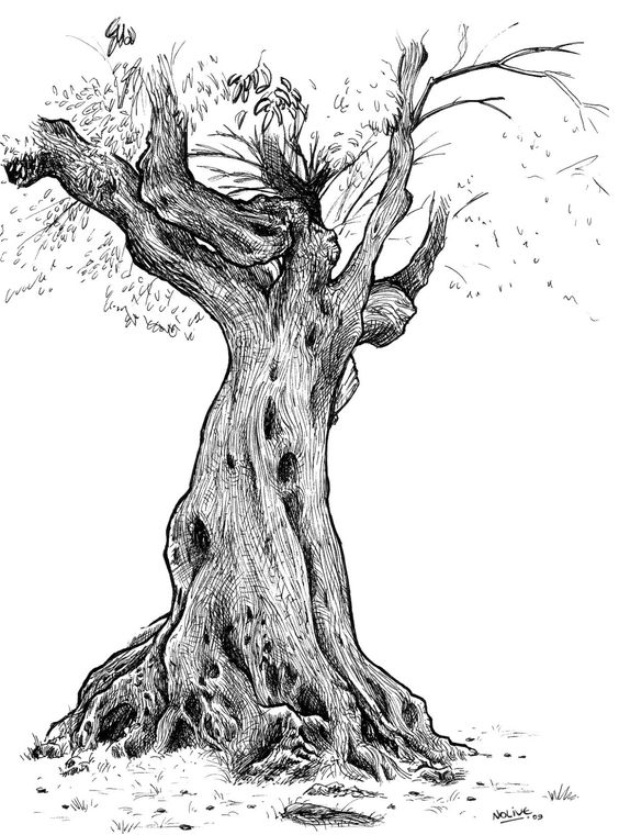 33 super idées de dessins d'arbres : pour apprendre à dessiner un arbre 13