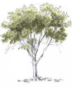 33 super idées de dessins d'arbres : pour apprendre à dessiner un arbre 18