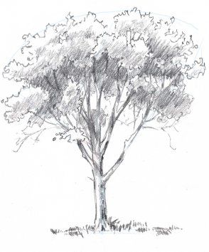 33 super idées de dessins d'arbres : pour apprendre à dessiner un arbre 20