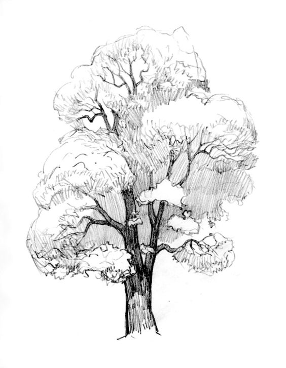 33 super idées de dessins d'arbres : pour apprendre à dessiner un arbre 21