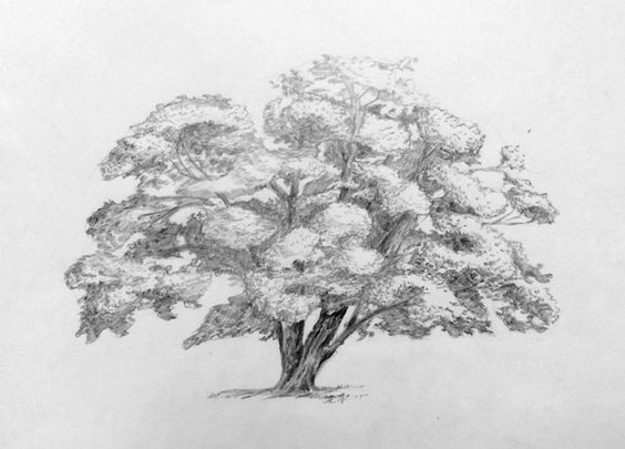 33 super idées de dessins d'arbres : pour apprendre à dessiner un arbre 23