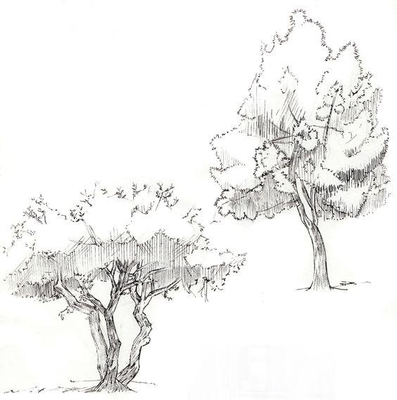 33 super idées de dessins d'arbres : pour apprendre à dessiner un arbre 25