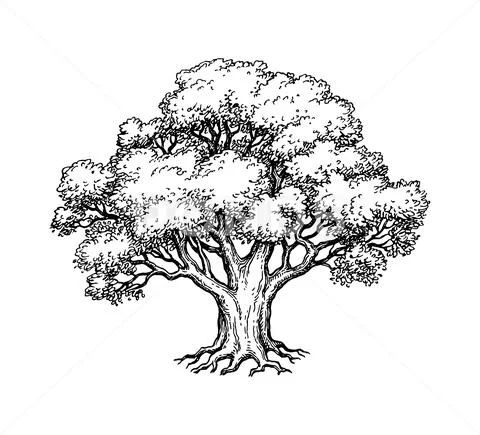 33 super idées de dessins d'arbres : pour apprendre à dessiner un arbre 26