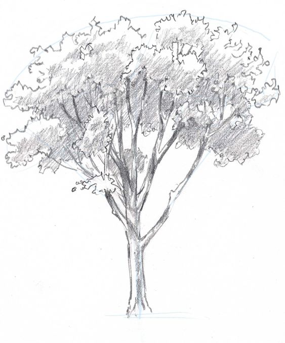 33 super idées de dessins d'arbres : pour apprendre à dessiner un arbre 28