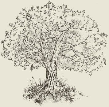 33 super idées de dessins d'arbres : pour apprendre à dessiner un arbre 30