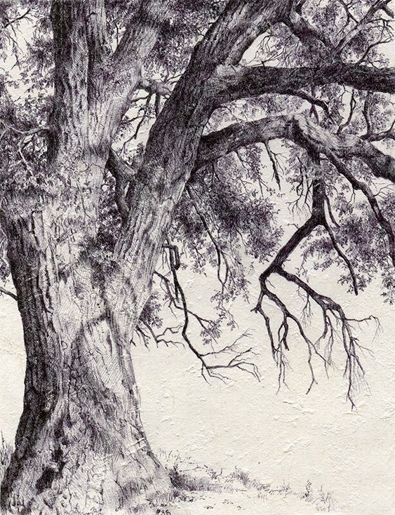 33 super idées de dessins d'arbres : pour apprendre à dessiner un arbre 7