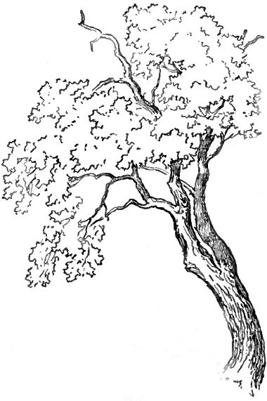 33 super idées de dessins d'arbres : pour apprendre à dessiner un arbre 3