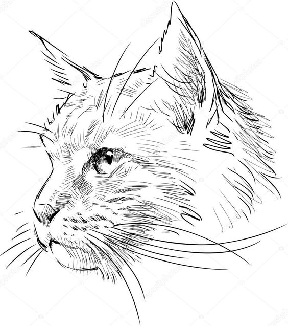 51 top idées & tutos de dessins de chat : pour apprendre à dessiner un chat 13