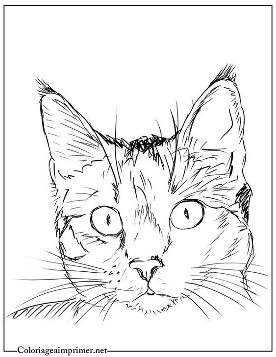 51 top idées & tutos de dessins de chat : pour apprendre à dessiner un chat 3