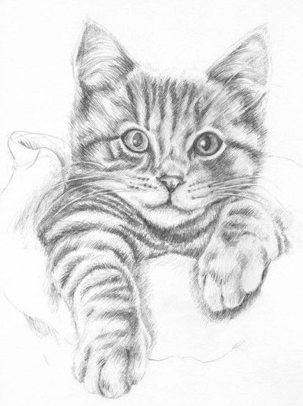 51 top idées & tutos de dessins de chat : pour apprendre à dessiner un chat 27
