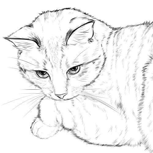 51 top idées & tutos de dessins de chat : pour apprendre à dessiner un chat 30