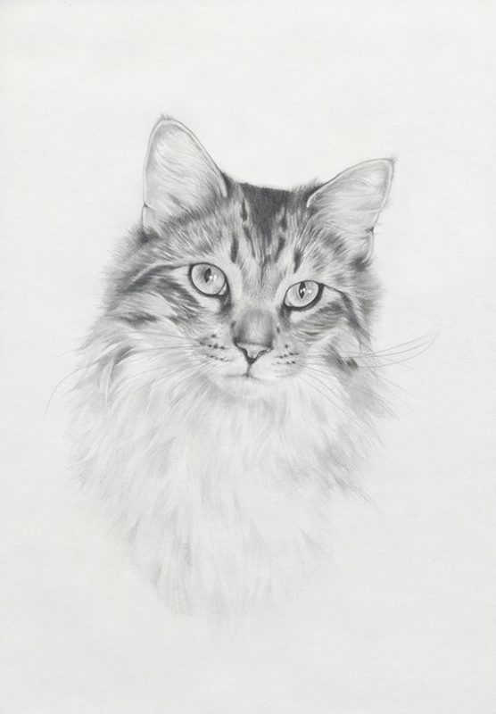 51 top idées & tutos de dessins de chat : pour apprendre à dessiner un chat 31