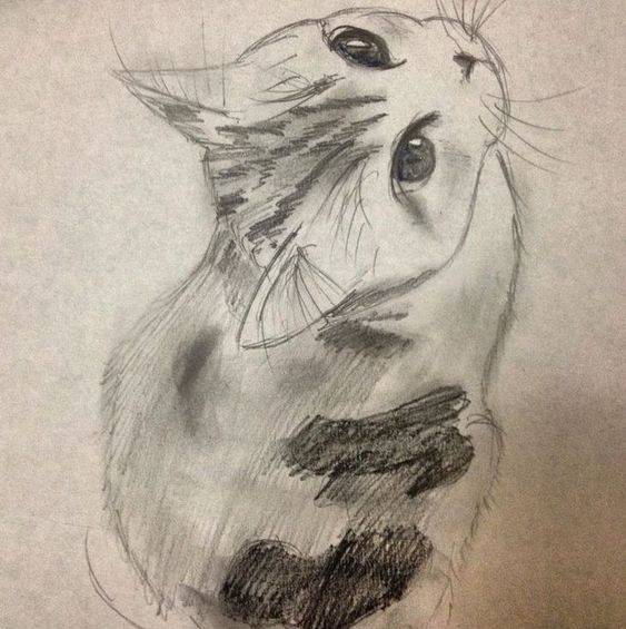 51 top idées & tutos de dessins de chat : pour apprendre à dessiner un chat 32