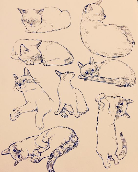 51 top idées & tutos de dessins de chat : pour apprendre à dessiner un chat 37