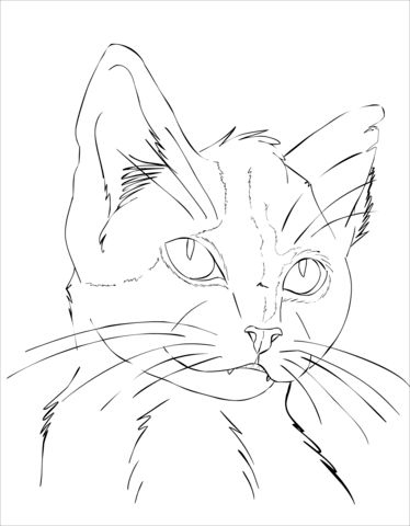 51 top idées & tutos de dessins de chat : pour apprendre à dessiner un chat 44