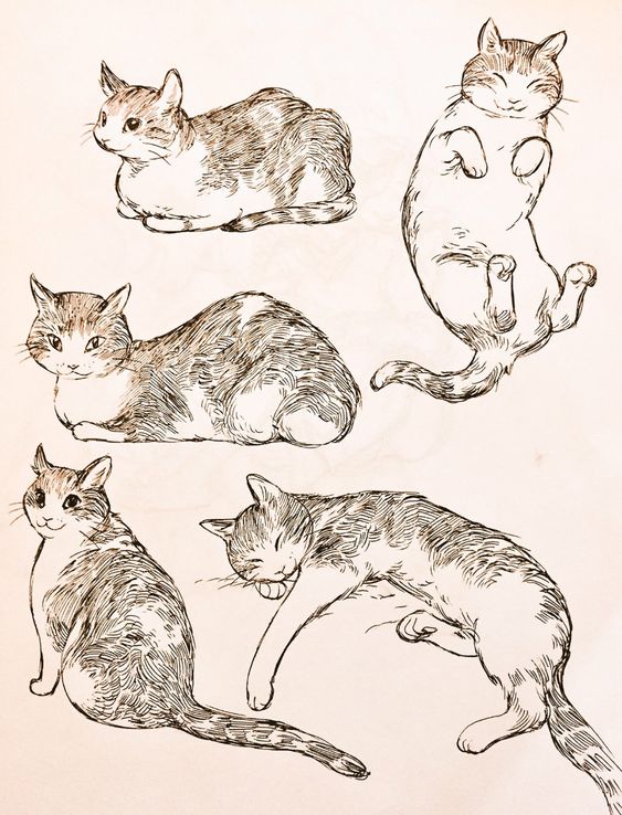 51 top idées & tutos de dessins de chat : pour apprendre à dessiner un chat 47