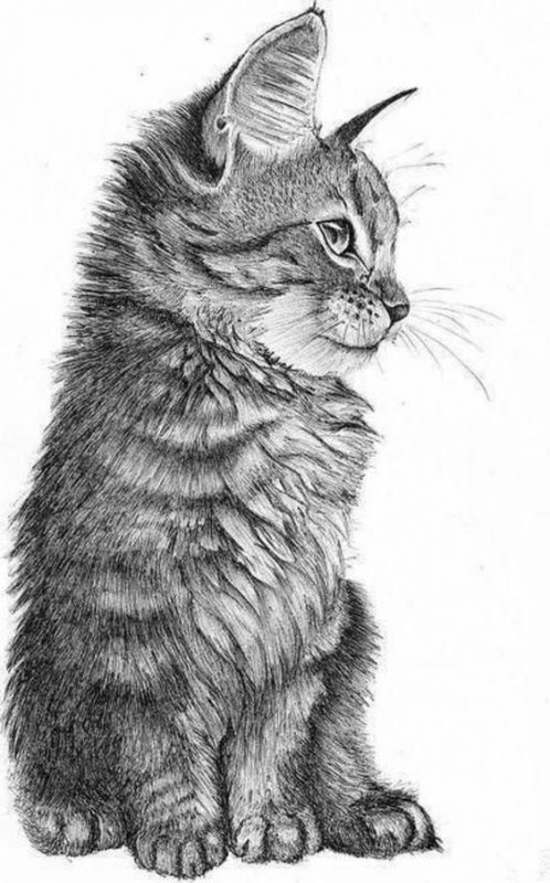 51 top idées & tutos de dessins de chat : pour apprendre à dessiner un chat 48