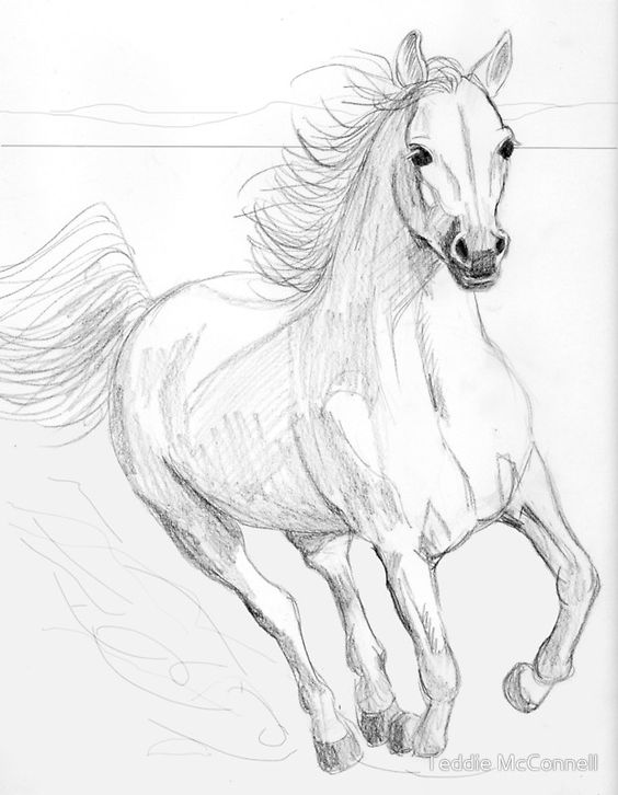 28 idées & tutos dessins de cheval : pour apprendre à dessiner des chevaux 2