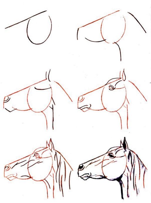 28 idées & tutos dessins de cheval : pour apprendre à dessiner des chevaux 14