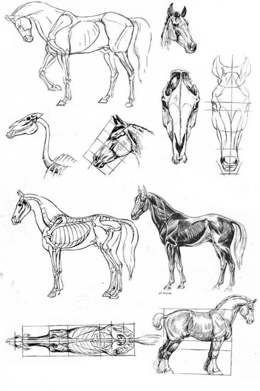 28 idées & tutos dessins de cheval : pour apprendre à dessiner des chevaux 15