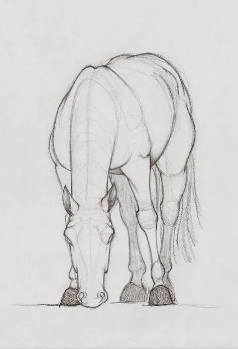 28 idées & tutos dessins de cheval : pour apprendre à dessiner des chevaux 16