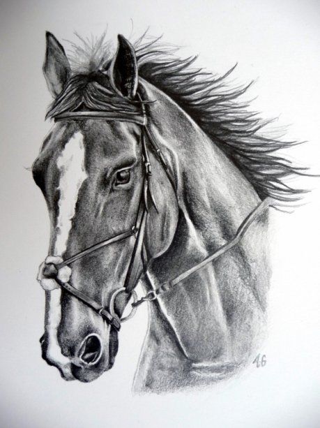 28 idées & tutos dessins de cheval : pour apprendre à dessiner des chevaux 22