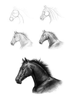 28 idées & tutos dessins de cheval : pour apprendre à dessiner des chevaux 25