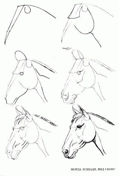 28 idées & tutos dessins de cheval : pour apprendre à dessiner des chevaux 6