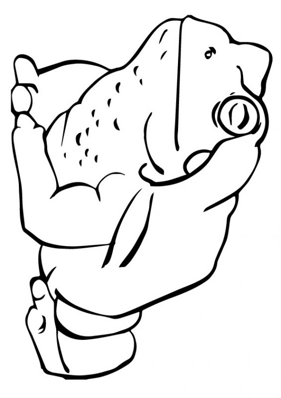 41 top idées de dessins & coloriages de grenouilles 18