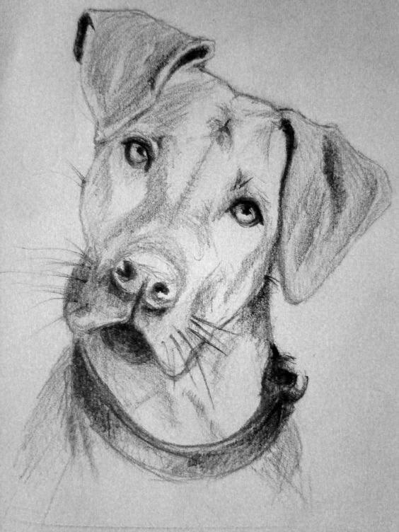 66 top idées & tutos de dessins de chiens : pour apprendre à dessiner des chiens 17