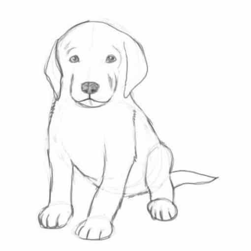 66 top idées & tutos de dessins de chiens : pour apprendre à dessiner des chiens 20