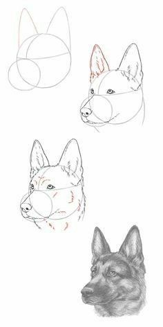 66 top idées & tutos de dessins de chiens : pour apprendre à dessiner des chiens 3