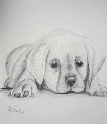 66 top idées & tutos de dessins de chiens : pour apprendre à dessiner des chiens 4