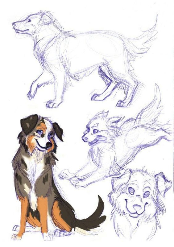 66 top idées & tutos de dessins de chiens : pour apprendre à dessiner des chiens 35