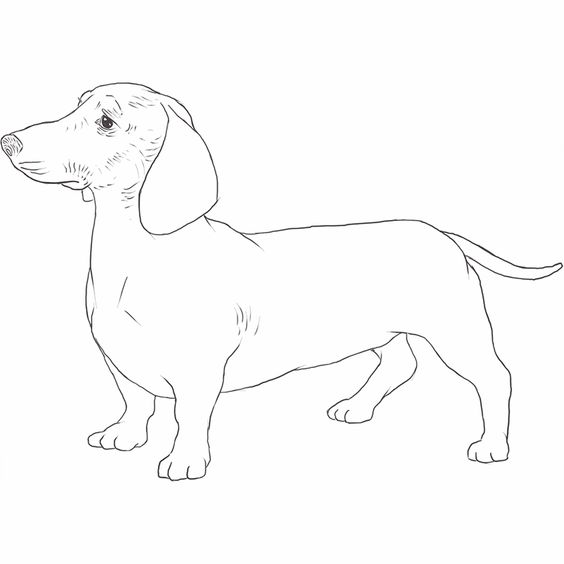 66 top idées & tutos de dessins de chiens : pour apprendre à dessiner des chiens 39