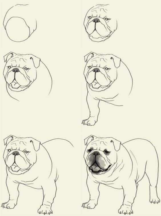 66 top idées & tutos de dessins de chiens : pour apprendre à dessiner des chiens 7