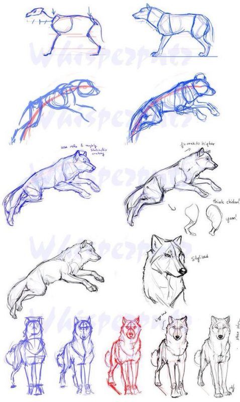 66 top idées & tutos de dessins de chiens : pour apprendre à dessiner des chiens 8