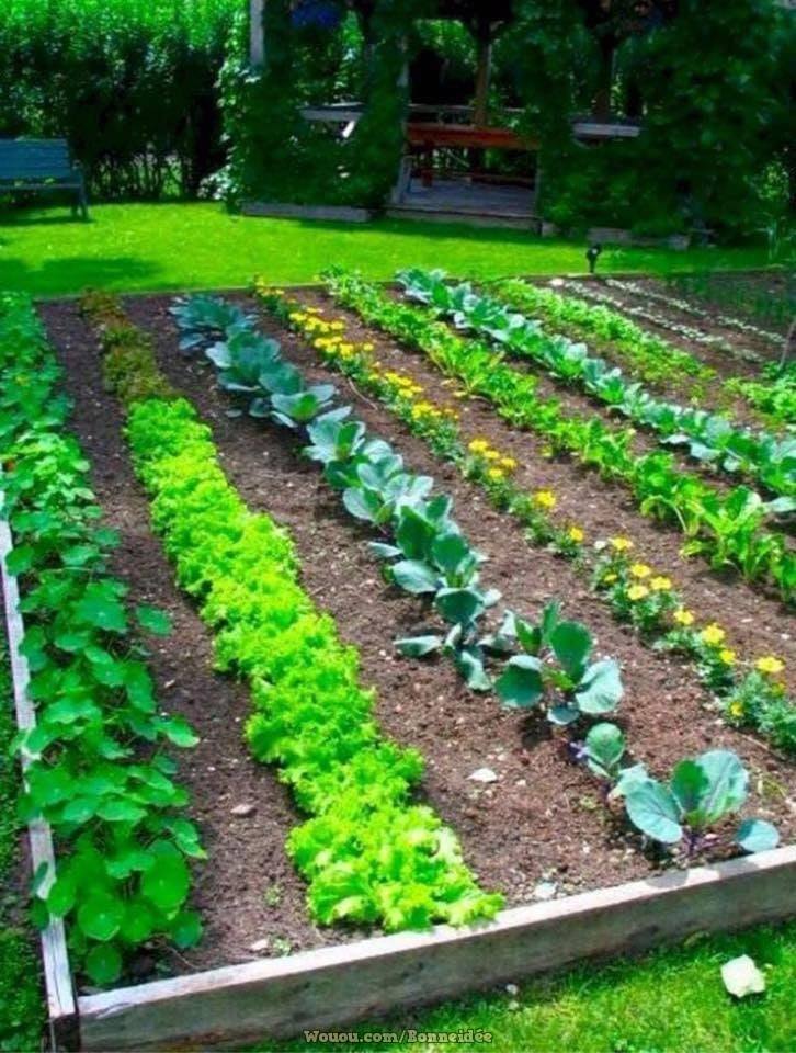 21 idées pour mettre un potager dans votre jardin 20