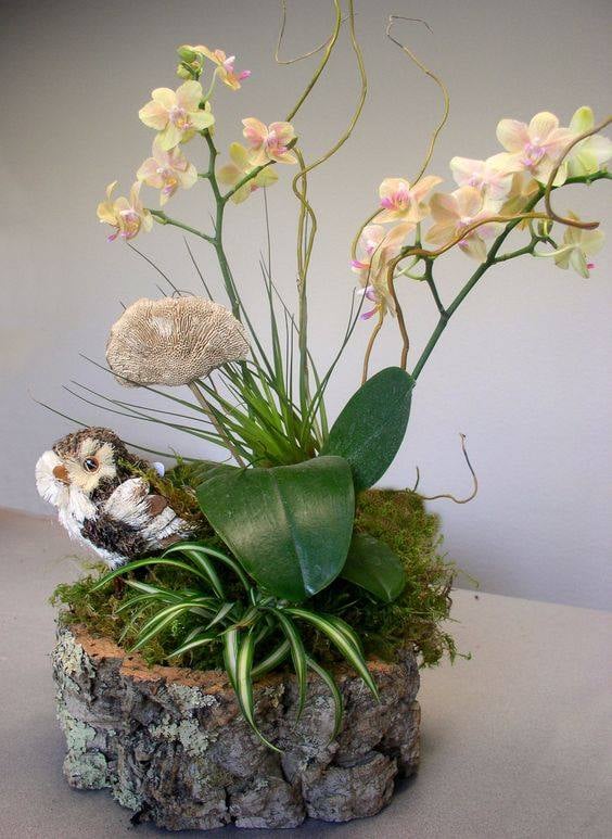 30 idées créatives pour cultiver des orchidées 2