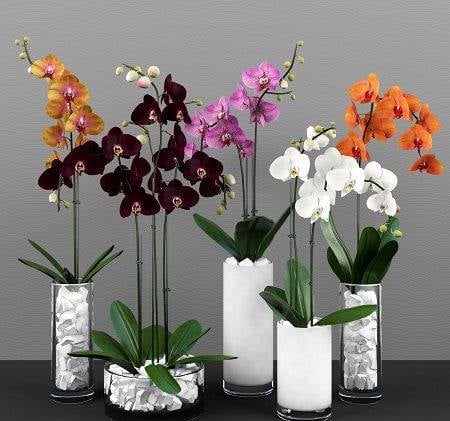 30 idées créatives pour cultiver des orchidées 6