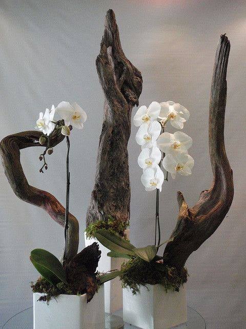 30 idées créatives pour cultiver des orchidées 7