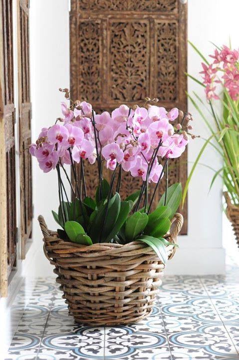 30 idées créatives pour cultiver des orchidées 9