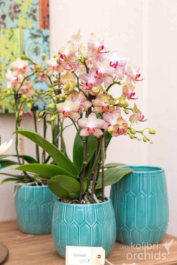 30 idées créatives pour cultiver des orchidées 10