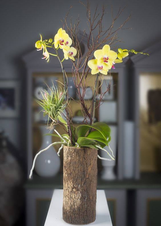 30 idées créatives pour cultiver des orchidées 12