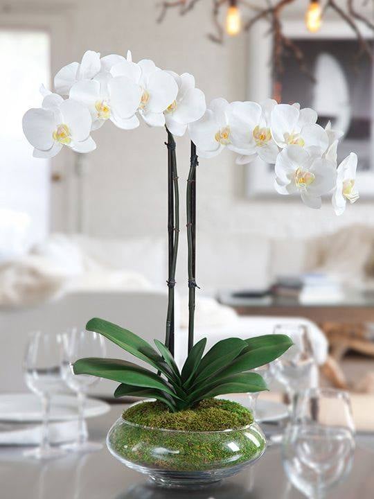 30 idées créatives pour cultiver des orchidées 19