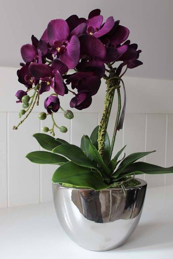 30 idées créatives pour cultiver des orchidées 22