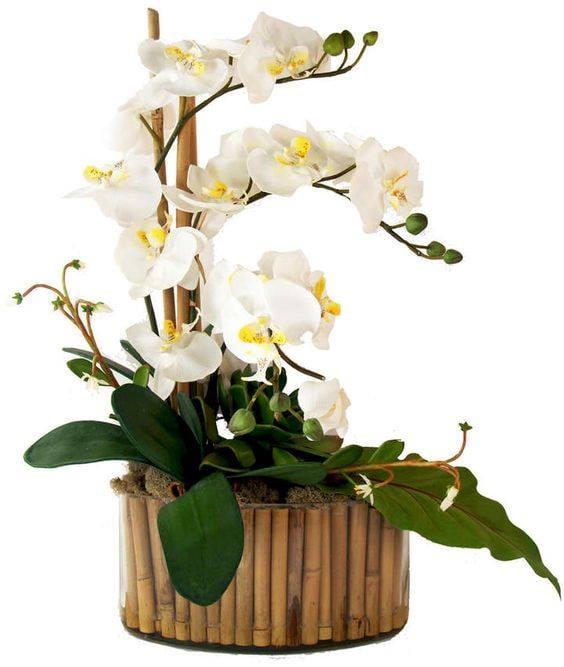 30 idées créatives pour cultiver des orchidées 23