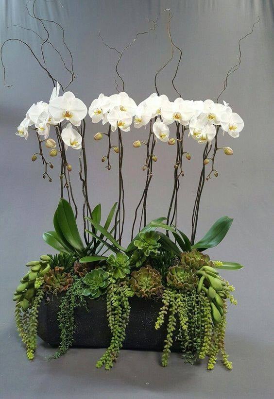30 idées créatives pour cultiver des orchidées 24