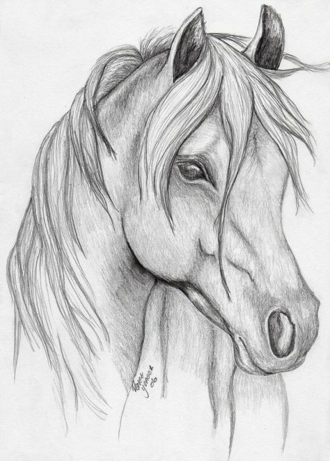 50 top idées de dessin de cheval 18