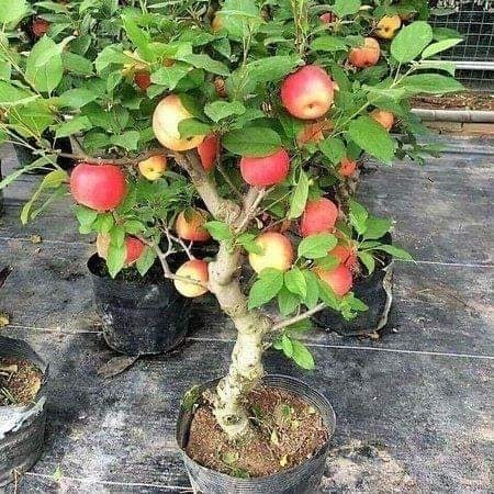 18 idées de fruits que vous pouvez cultiver en pot 17